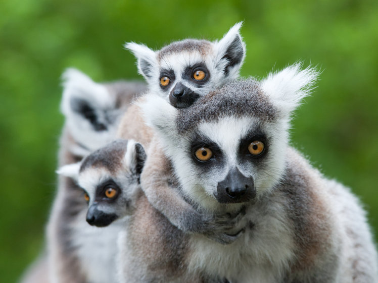[lemurs.jpg]